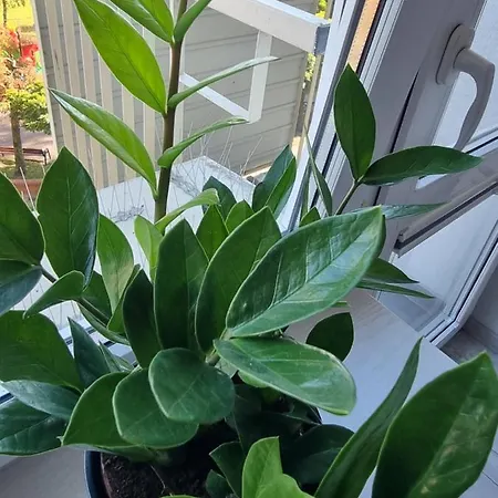 Apartament 66 Lägenhet Częstochowa
